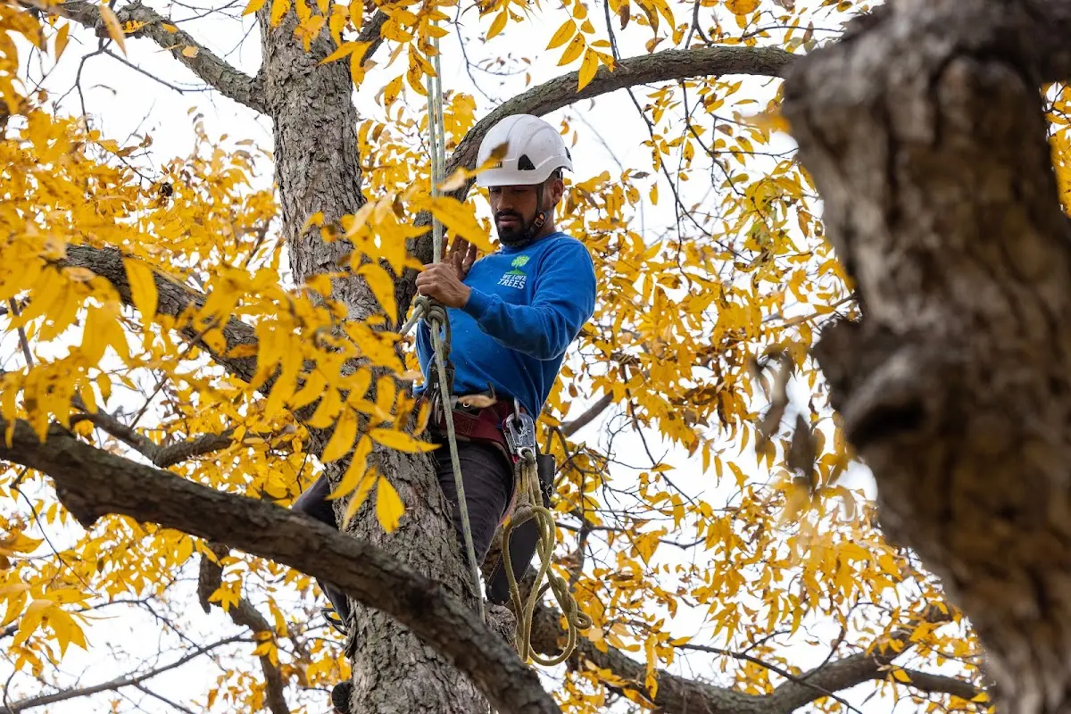 Skilled Tree Transplanting crew working in Fultonville
