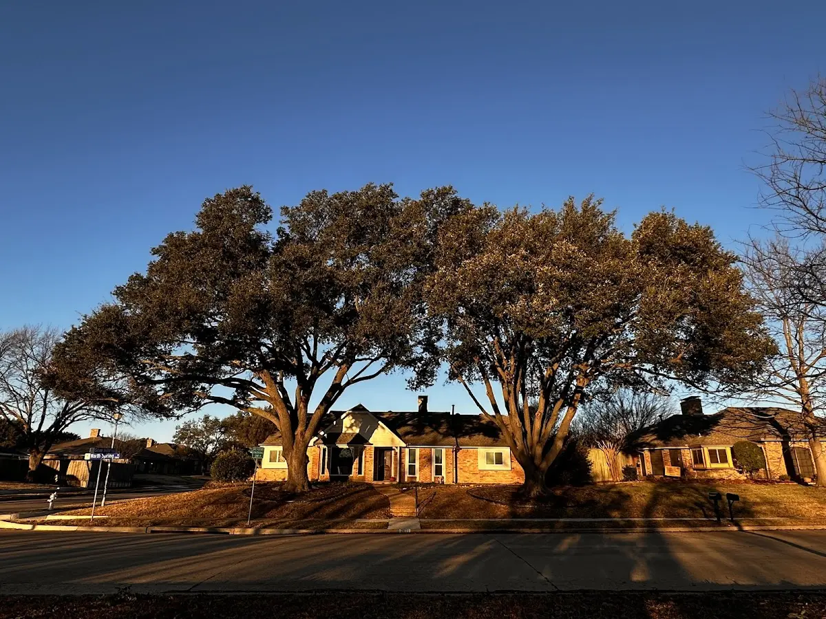 Established residential canopy tree shading a home in Fultonville